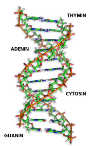 DNA